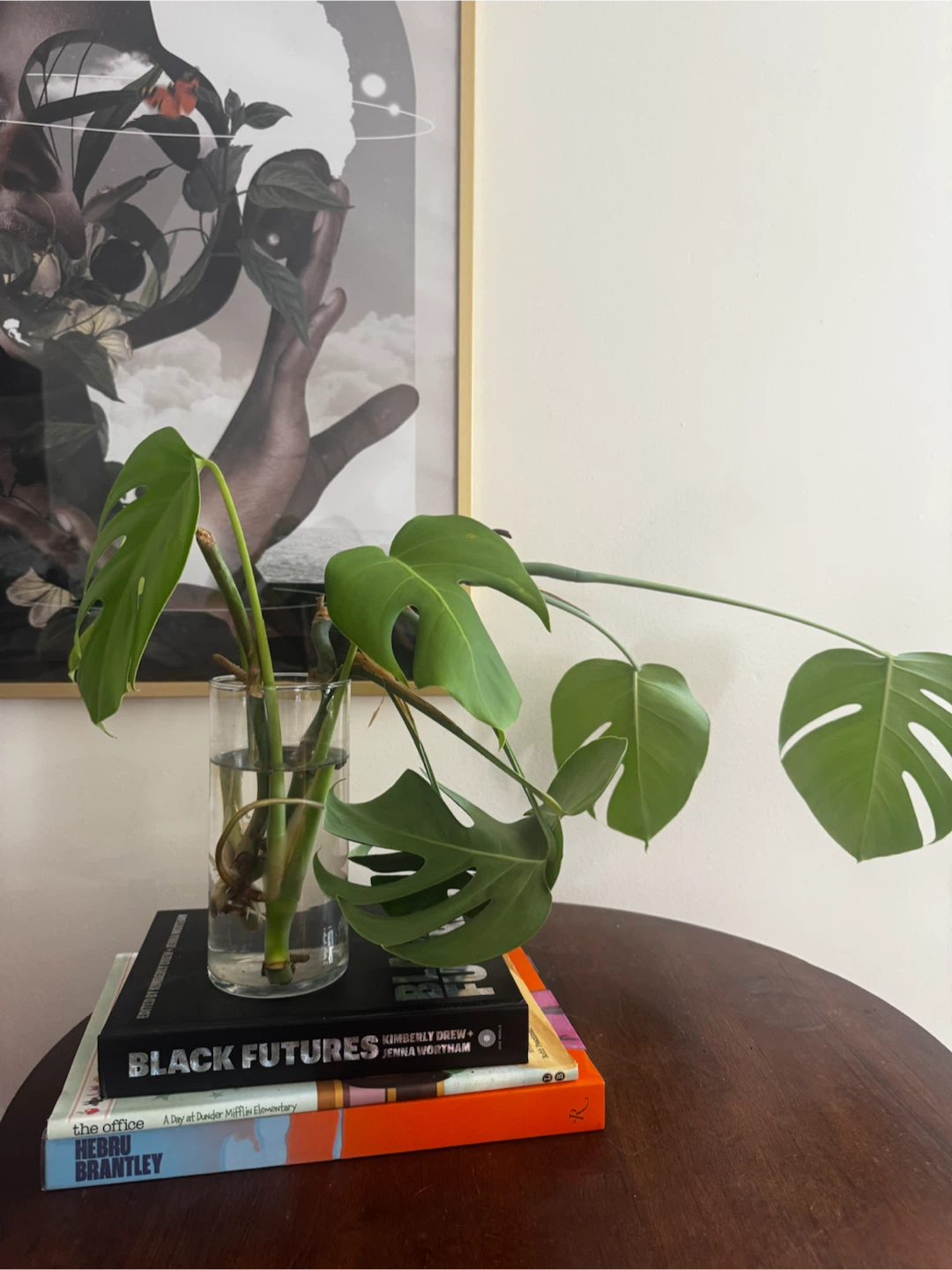 Monstera Plant Cutting