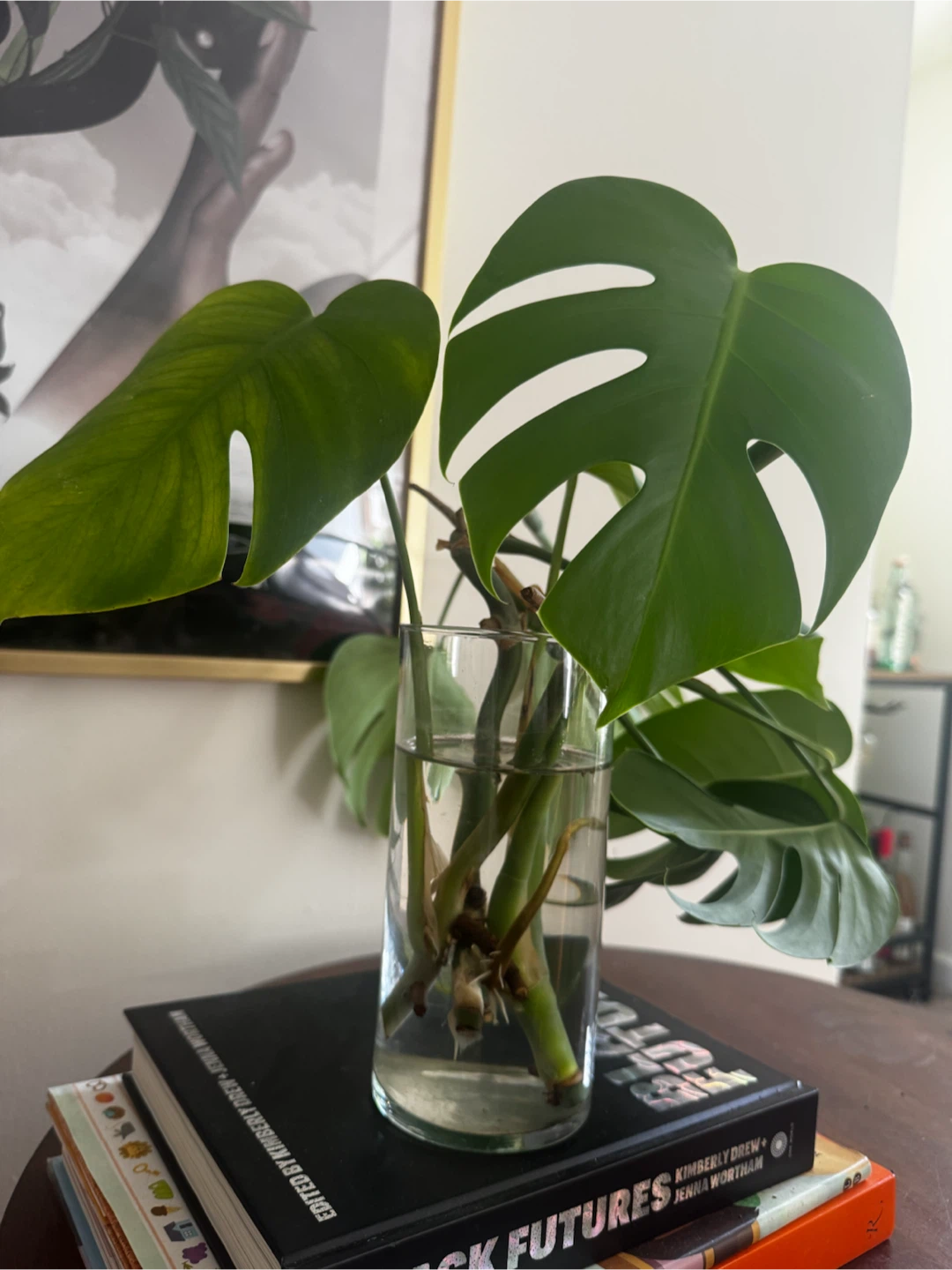 Monstera Plant Cutting - photo 2