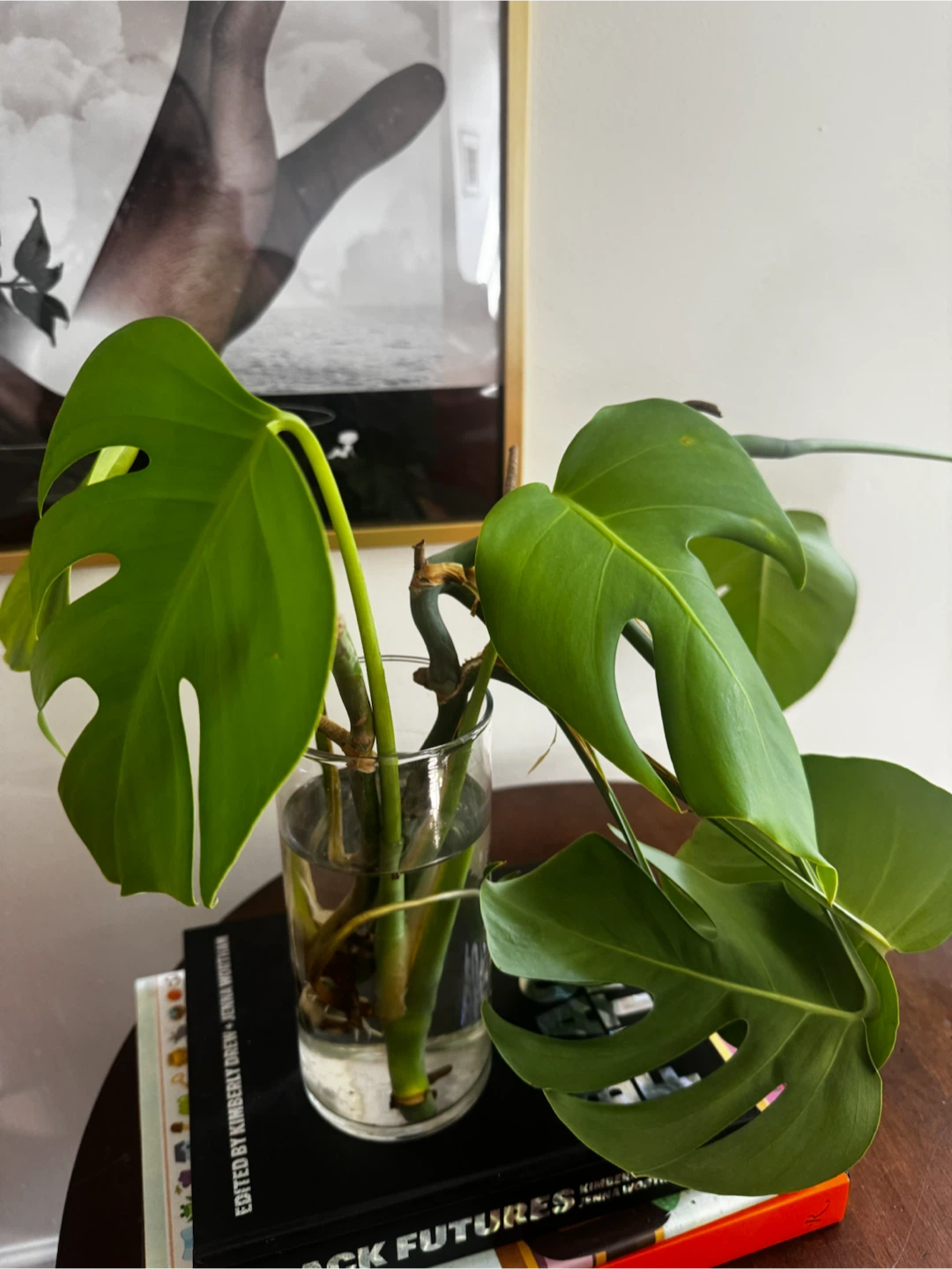 Monstera Plant Cutting - photo 3