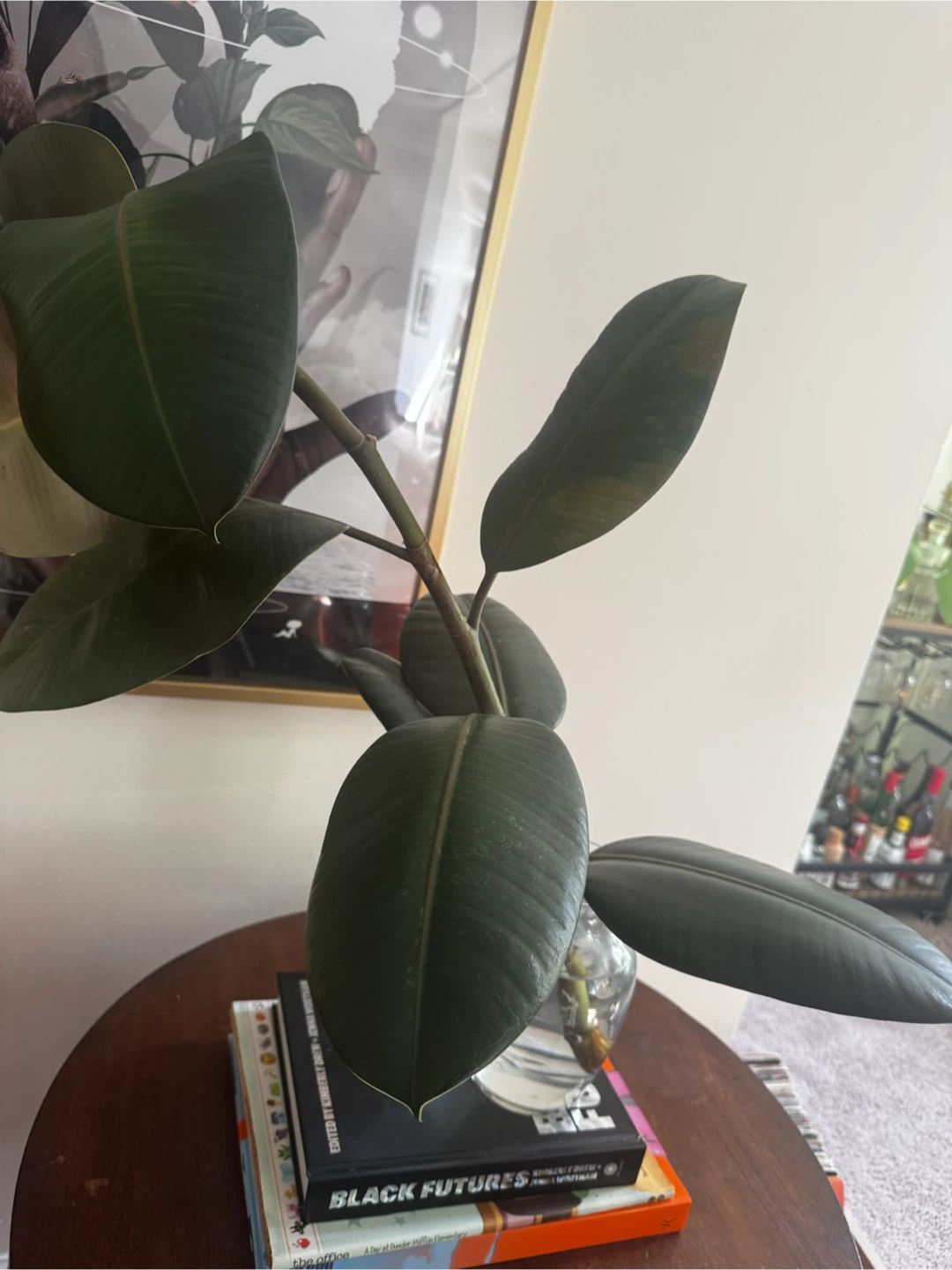Rubber Plant Cutting