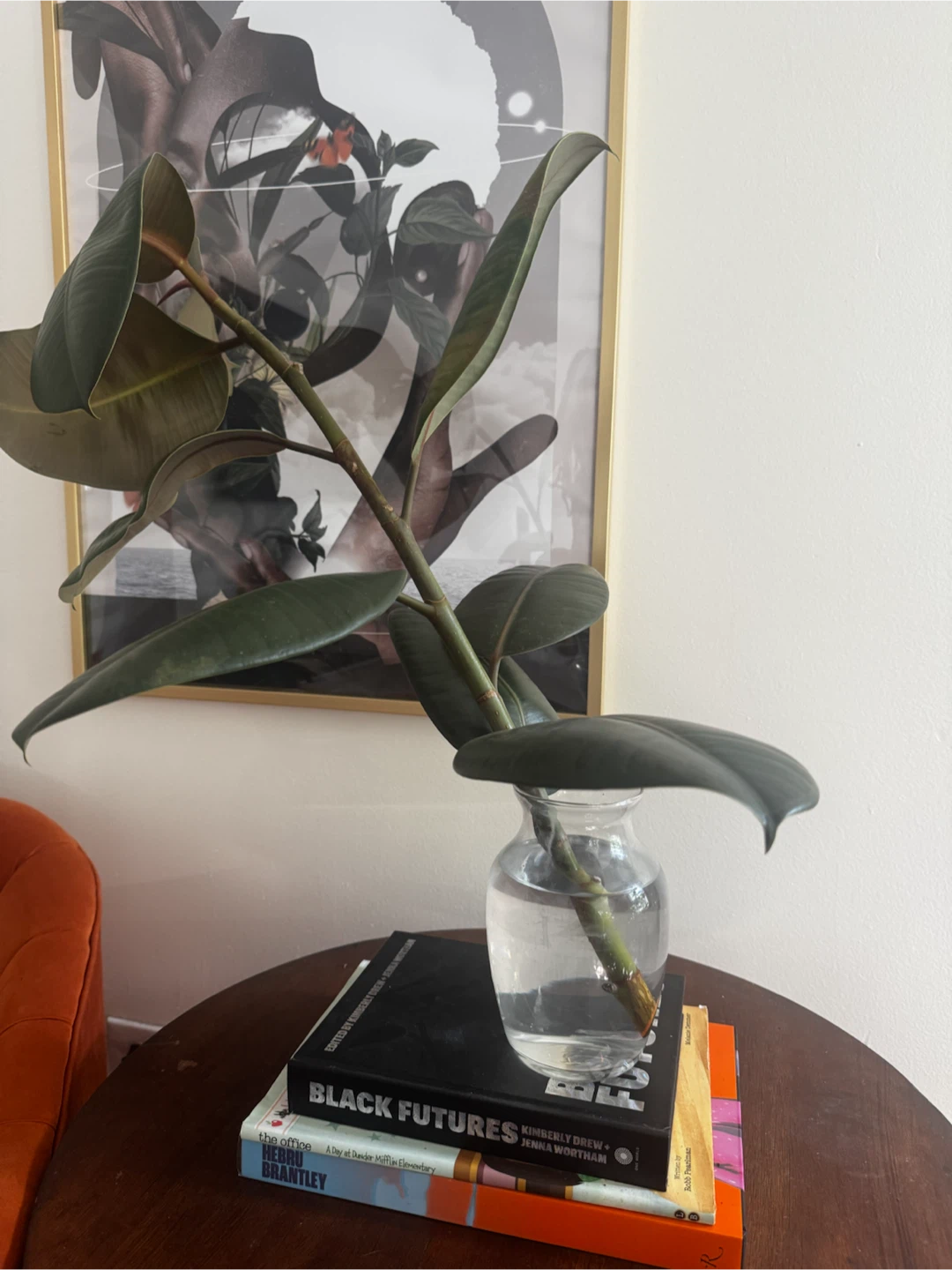 Rubber Plant Cutting - photo 2