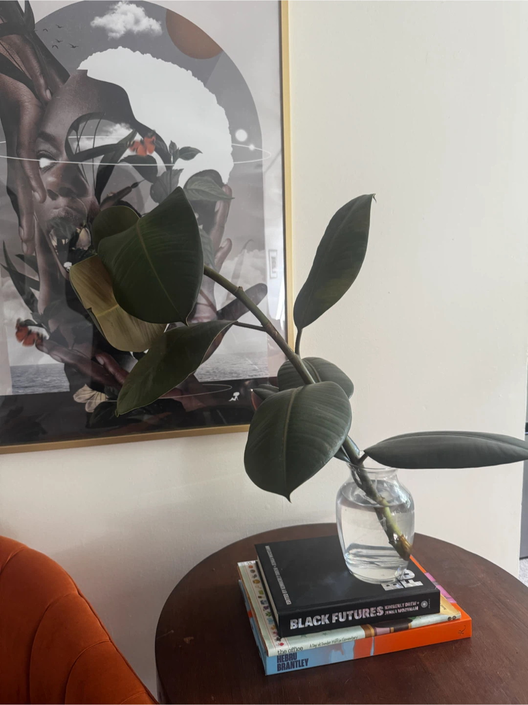 Rubber Plant Cutting - photo 3