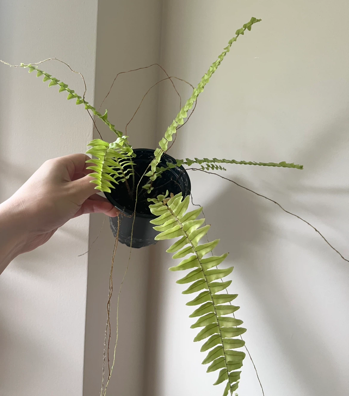 Boston Fern Plant