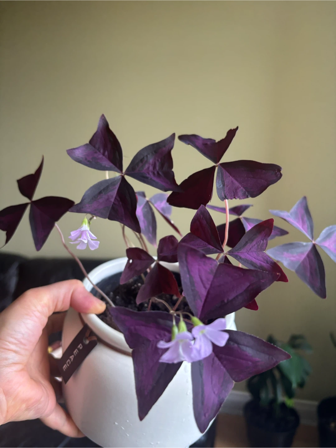 Oxalis Triangularis Purple Shamrock Plant