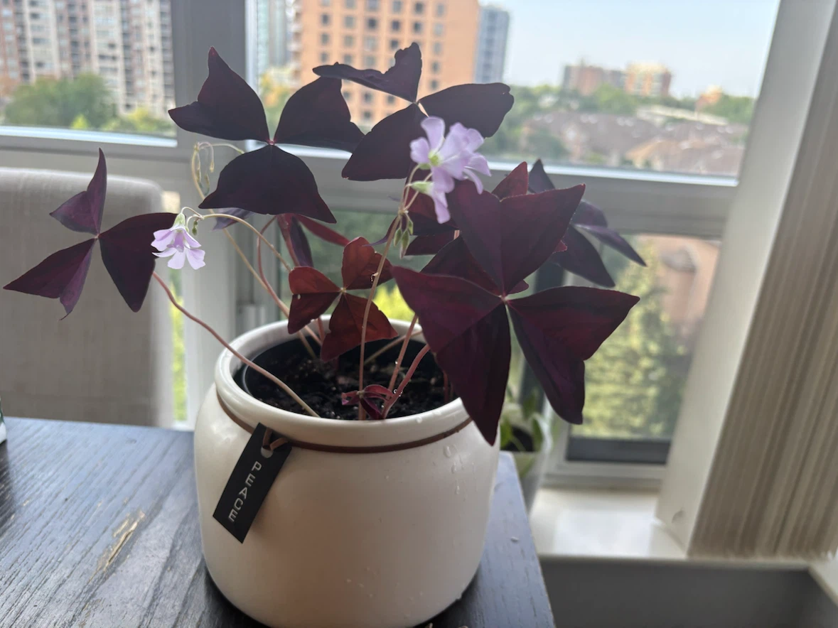 Oxalis Triangularis Purple Shamrock Plant - photo 2