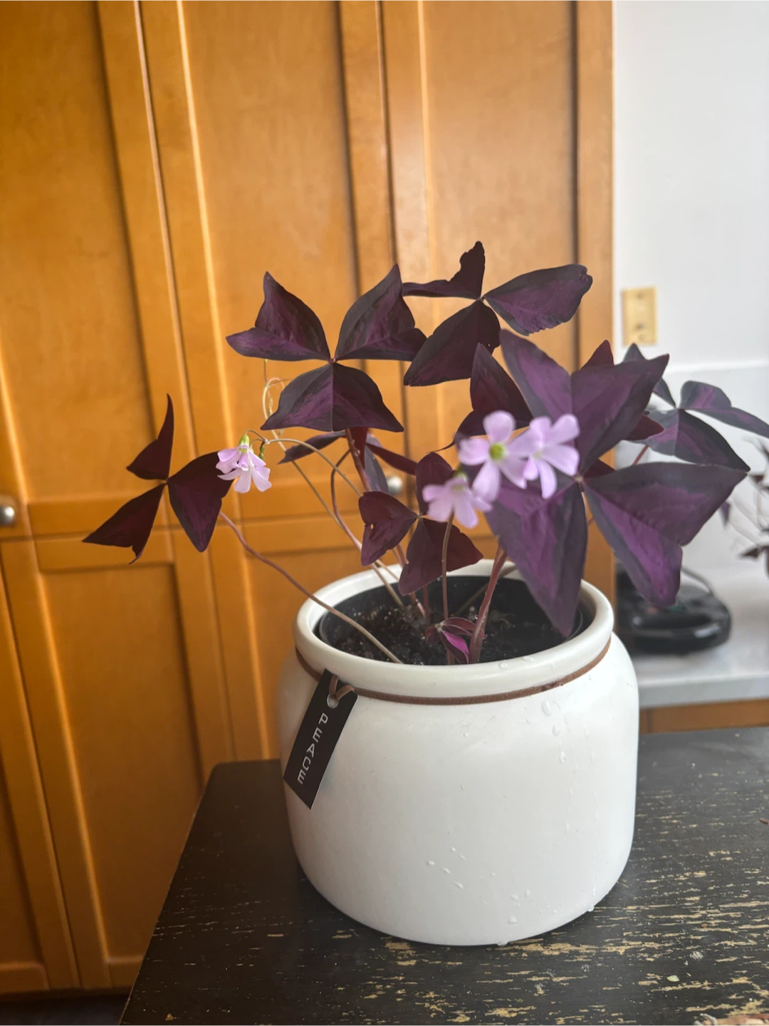 Oxalis Triangularis Purple Shamrock Plant - photo 3