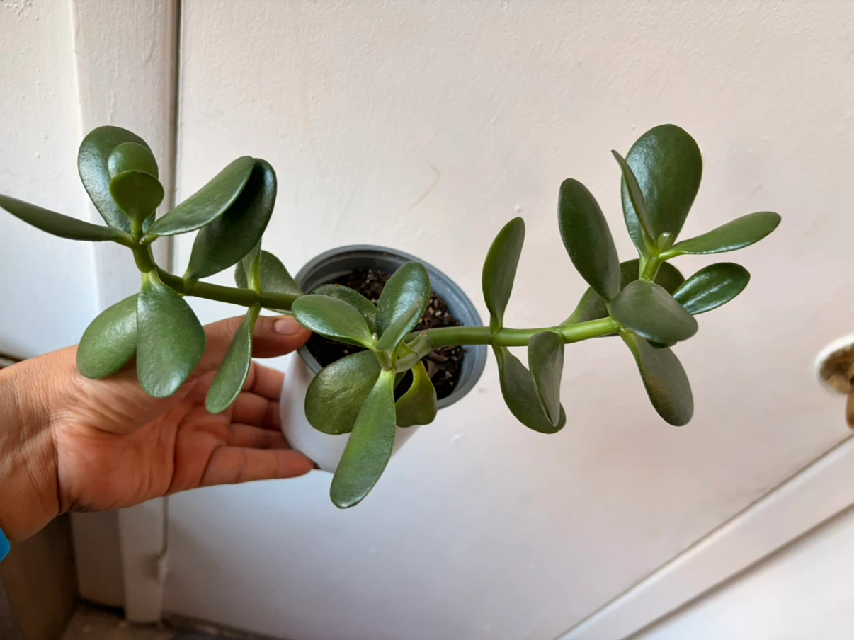 Jade plant