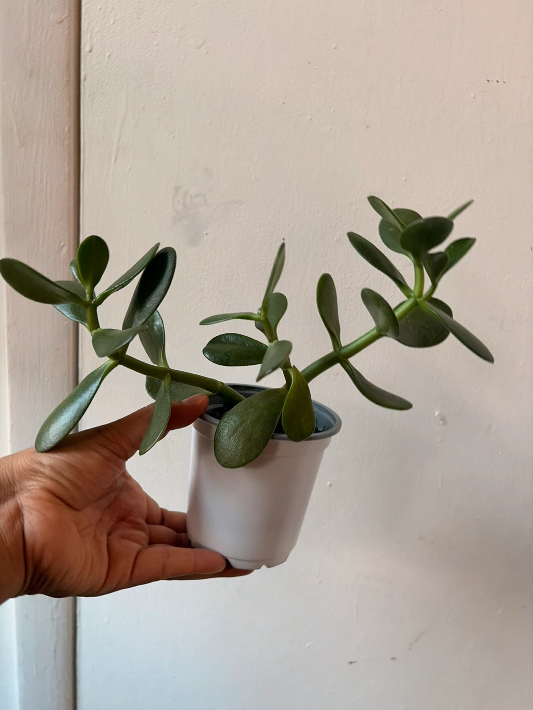 Jade plant - photo 2