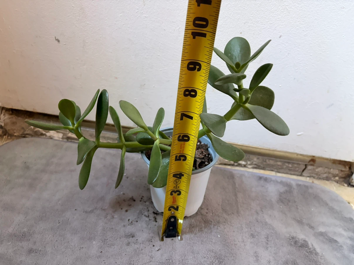 Jade plant - photo 3