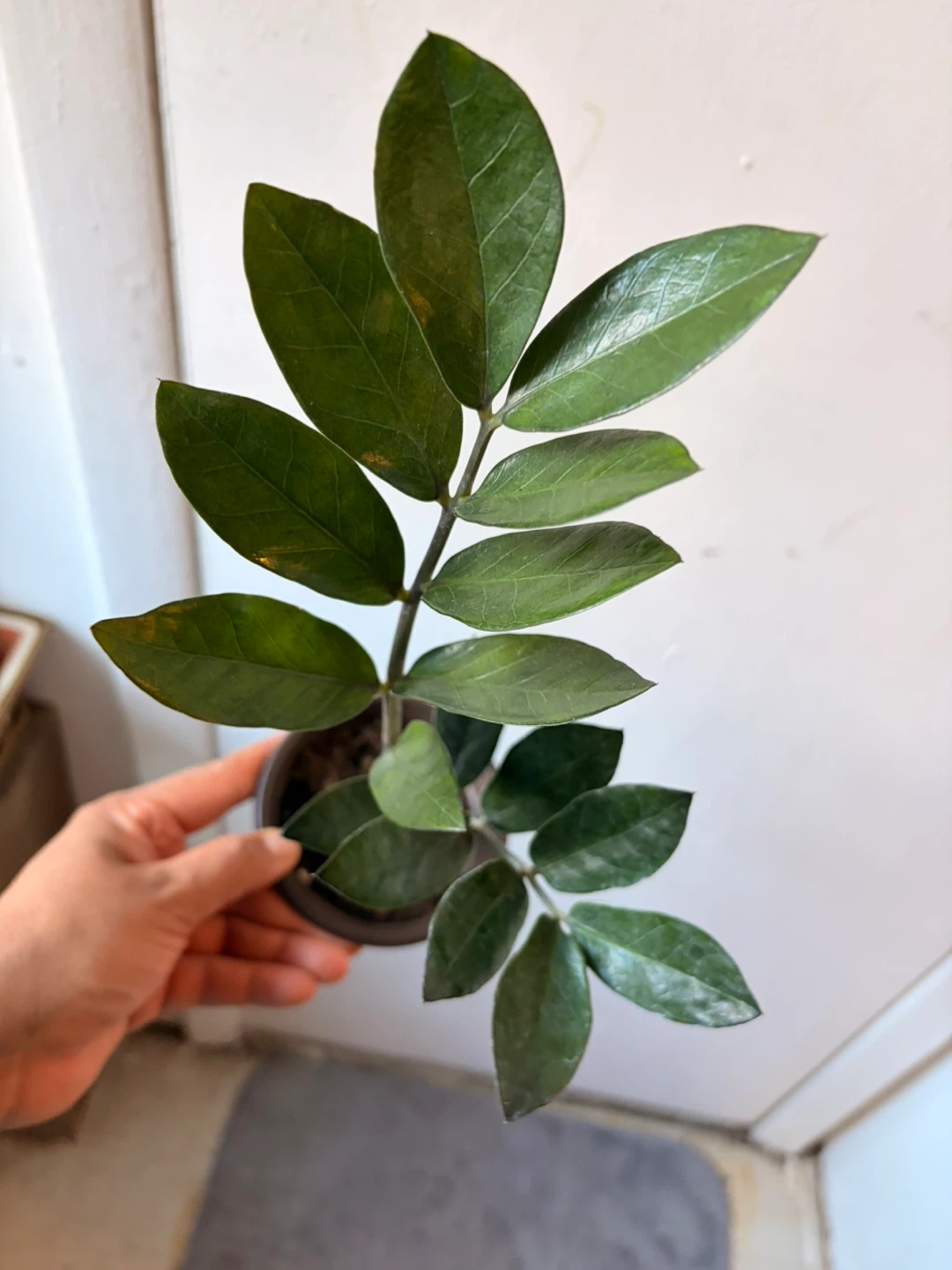 Black Raven ZZ plant