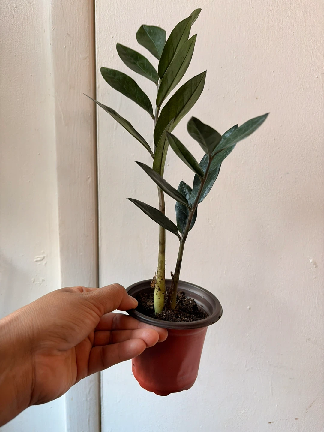 Black Raven ZZ plant - photo 2