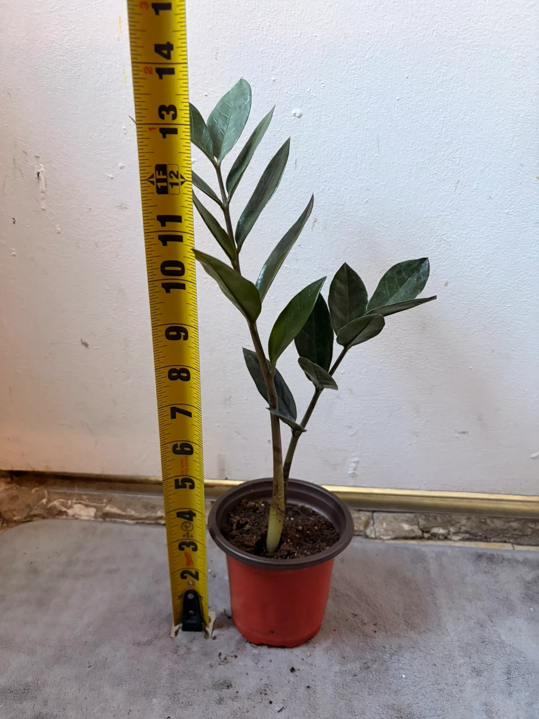 Black Raven ZZ plant - photo 3