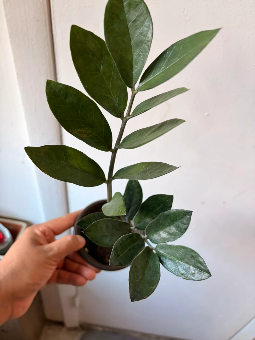Black Raven ZZ plant - photo 4