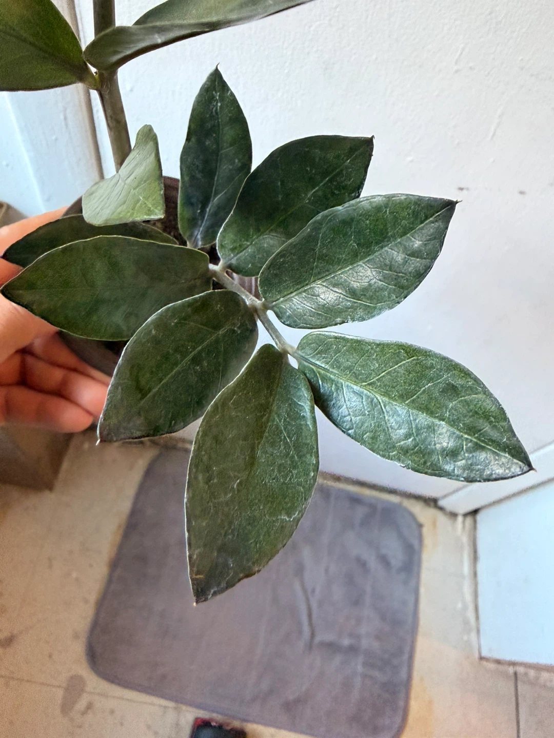 Black Raven ZZ plant - photo 5