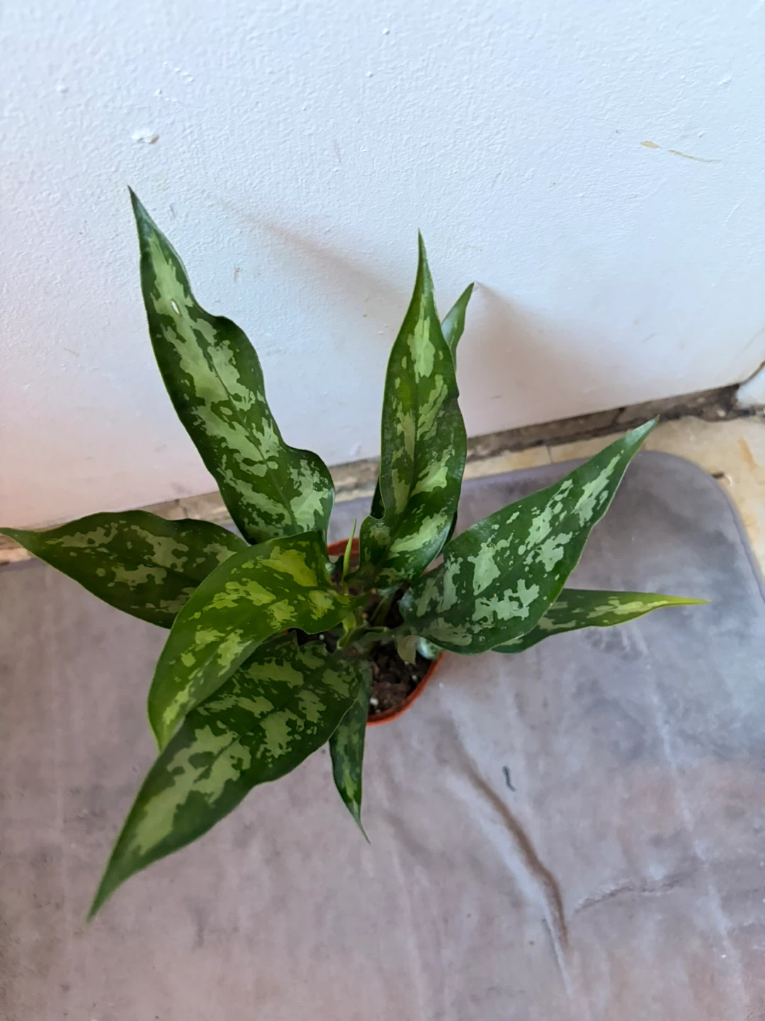 Agloanema plant