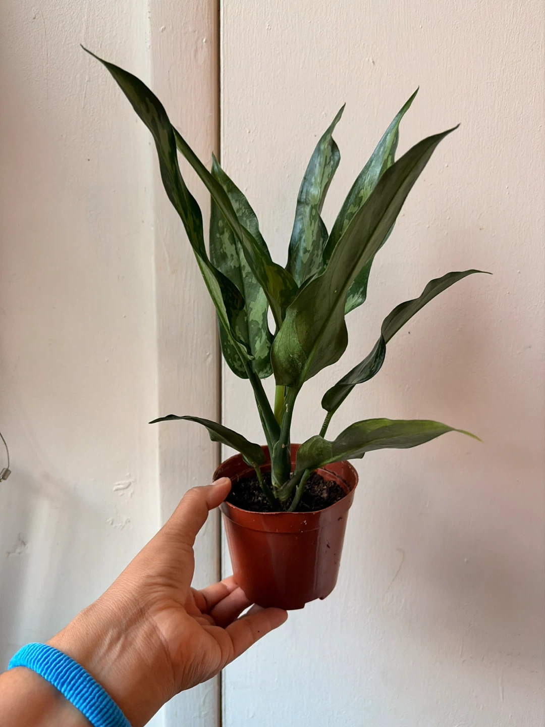 Agloanema plant - photo 2