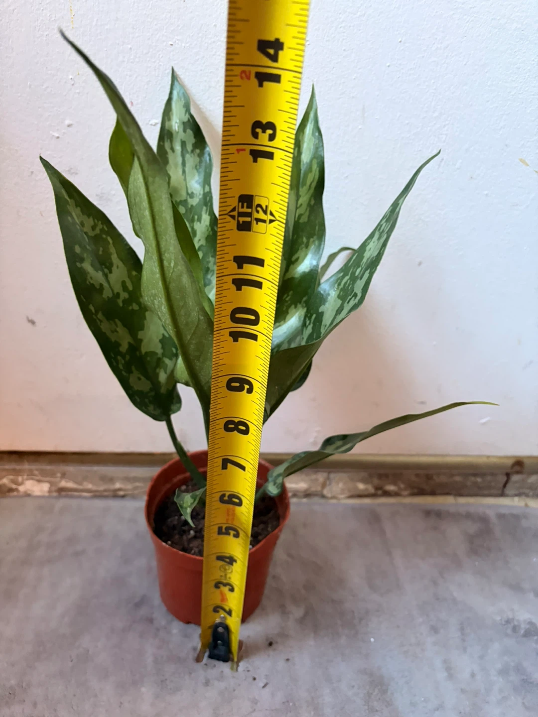 Agloanema plant - photo 3