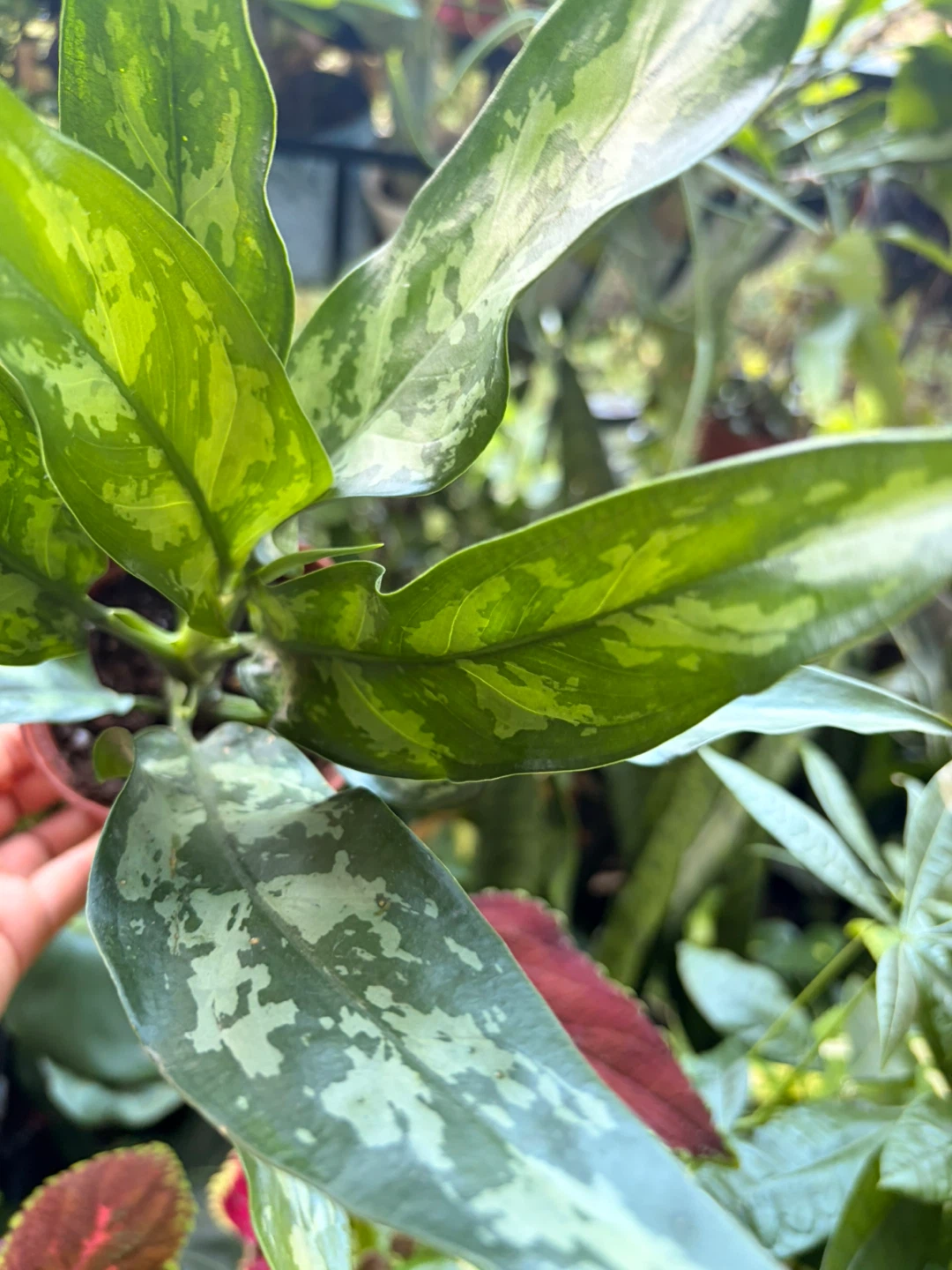 Agloanema plant - photo 4
