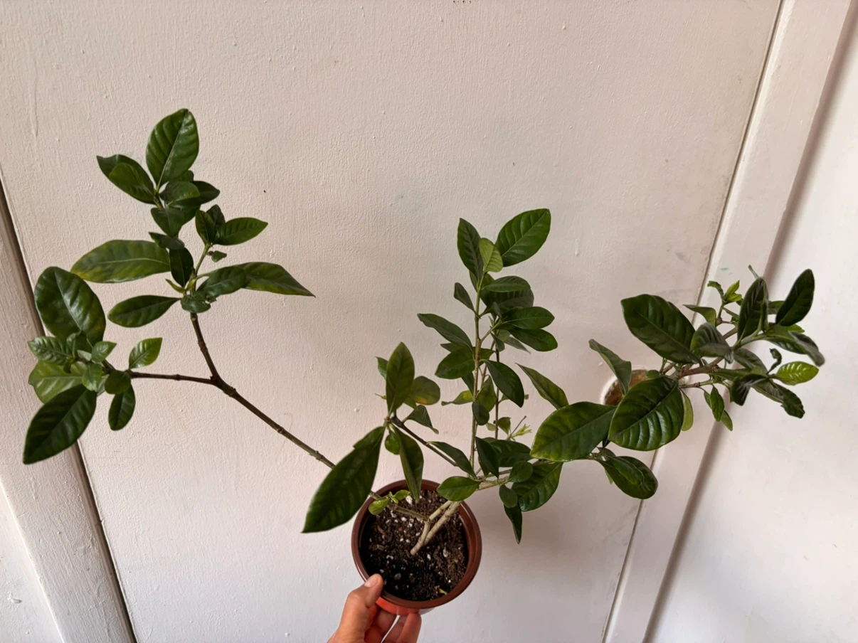 Gardenia plant