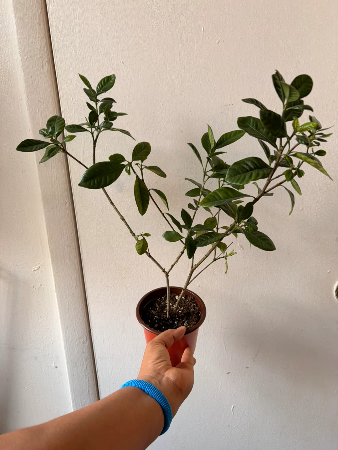 Gardenia plant - photo 2