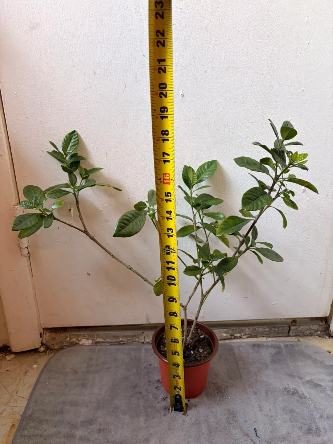 Gardenia plant - photo 3