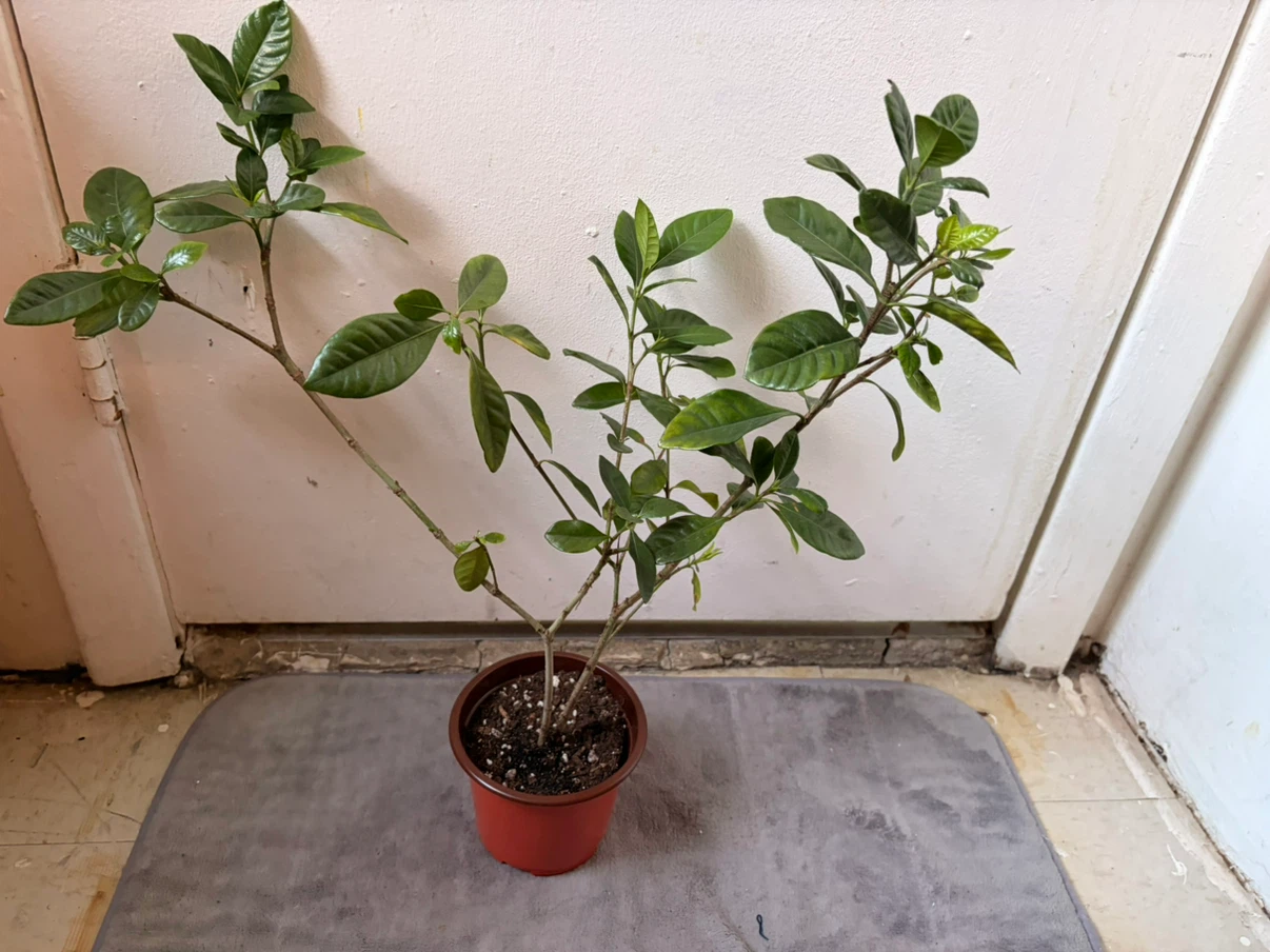 Gardenia plant - photo 4