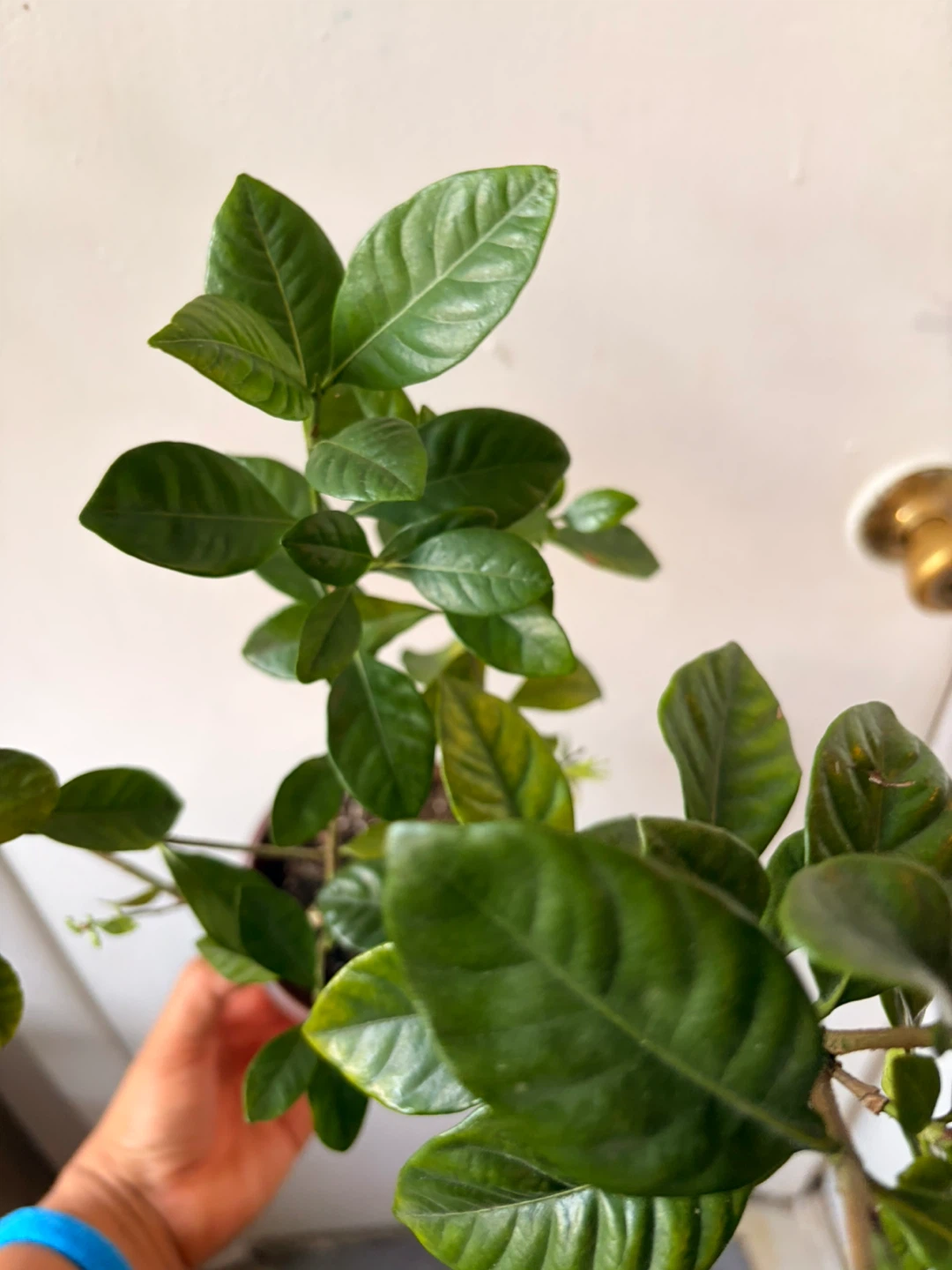 Gardenia plant - photo 5