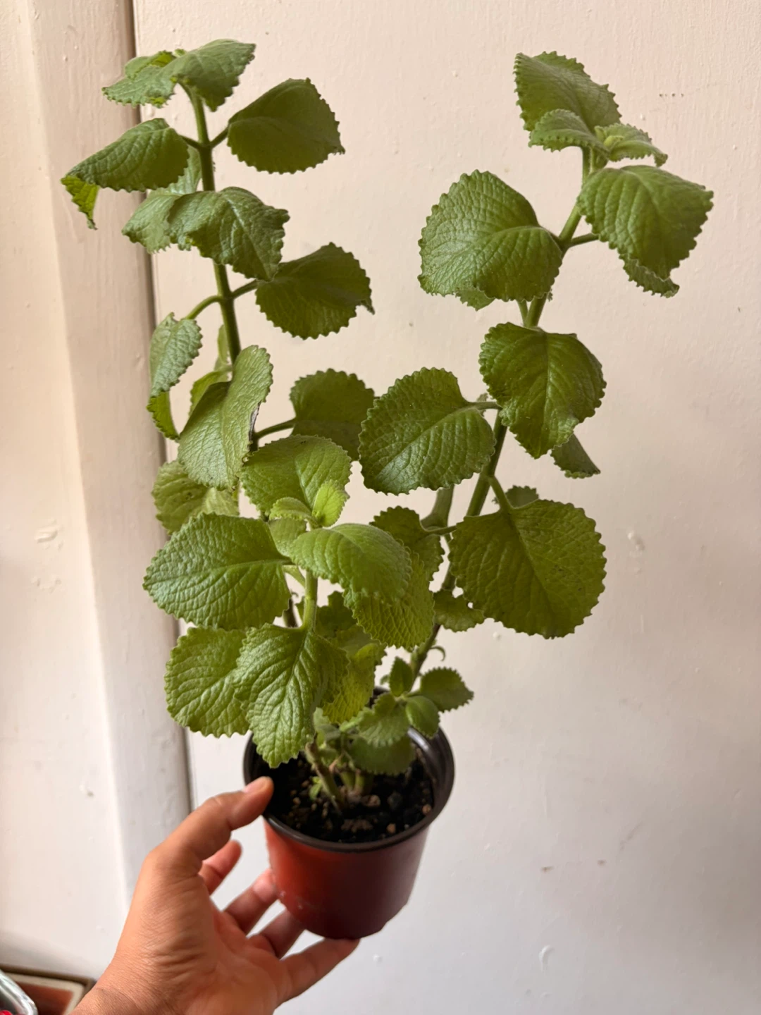 Cuban oregano plant