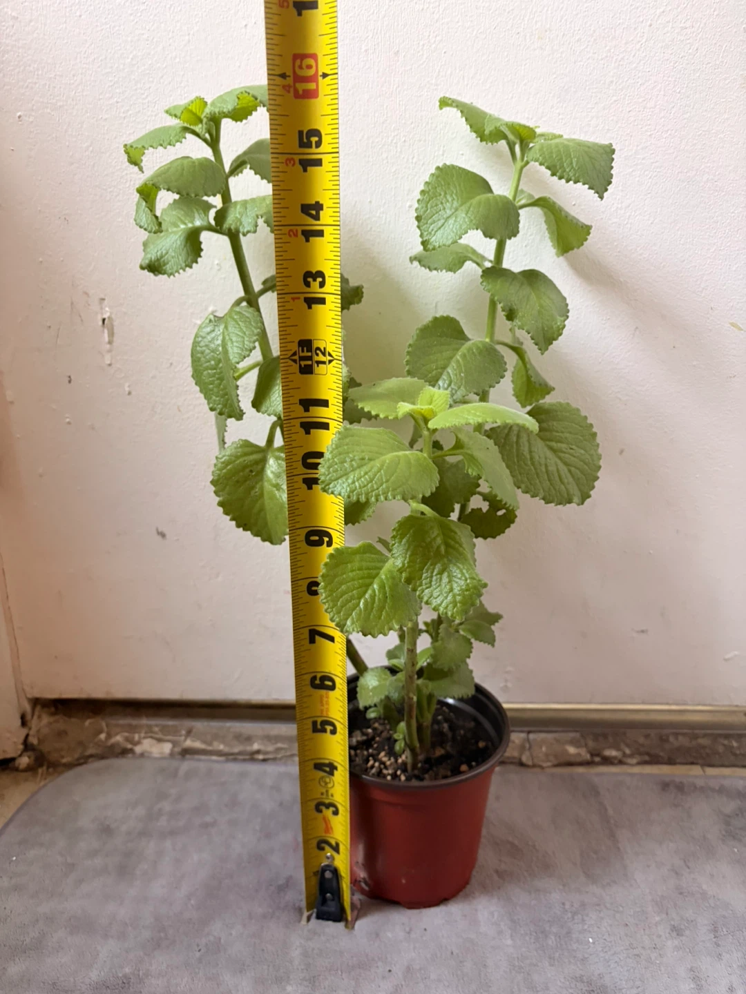 Cuban oregano plant - photo 2