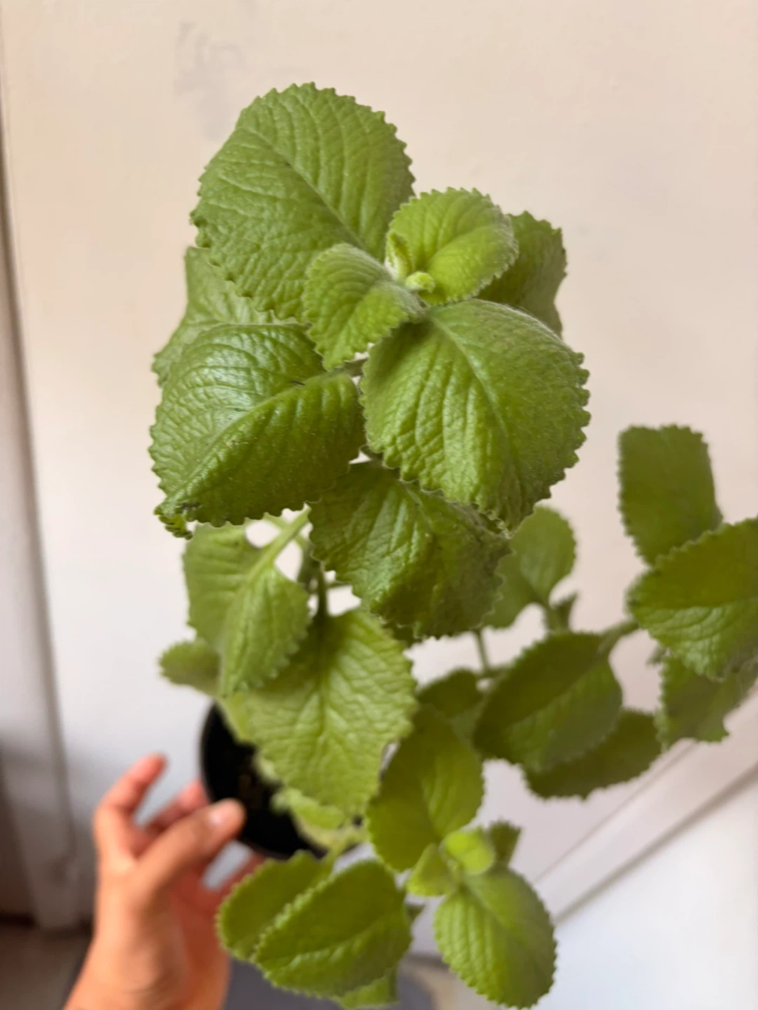 Cuban oregano plant - photo 3