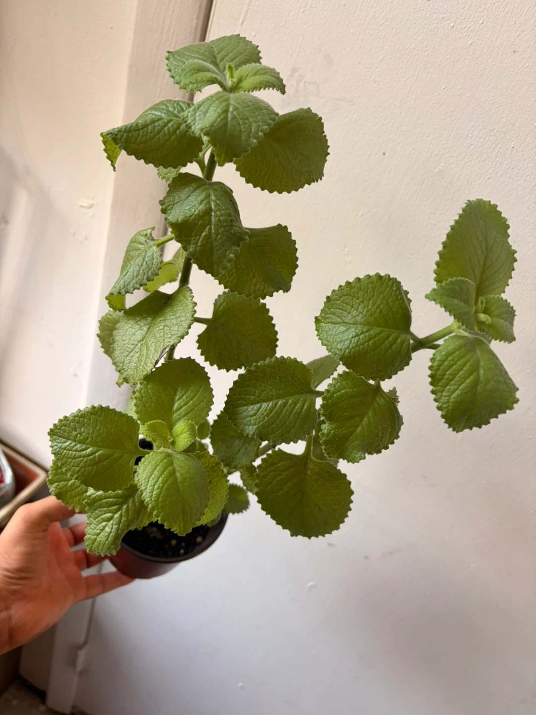 Cuban oregano plant - photo 4
