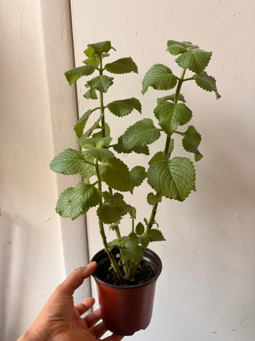 Cuban oregano plant - photo 5