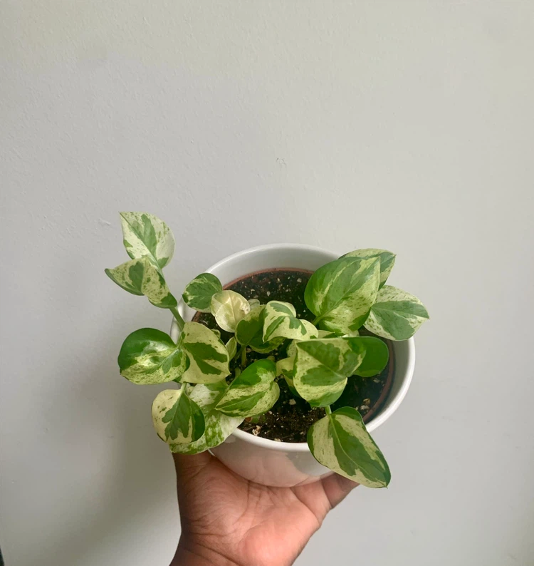 Pearl and Jade  pothos Plant in Pot - photo 2