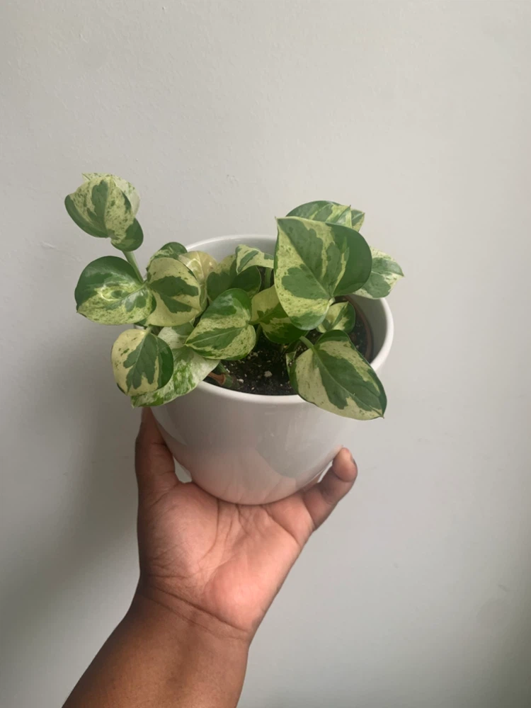 Pearl and Jade  pothos Plant in Pot - photo 3