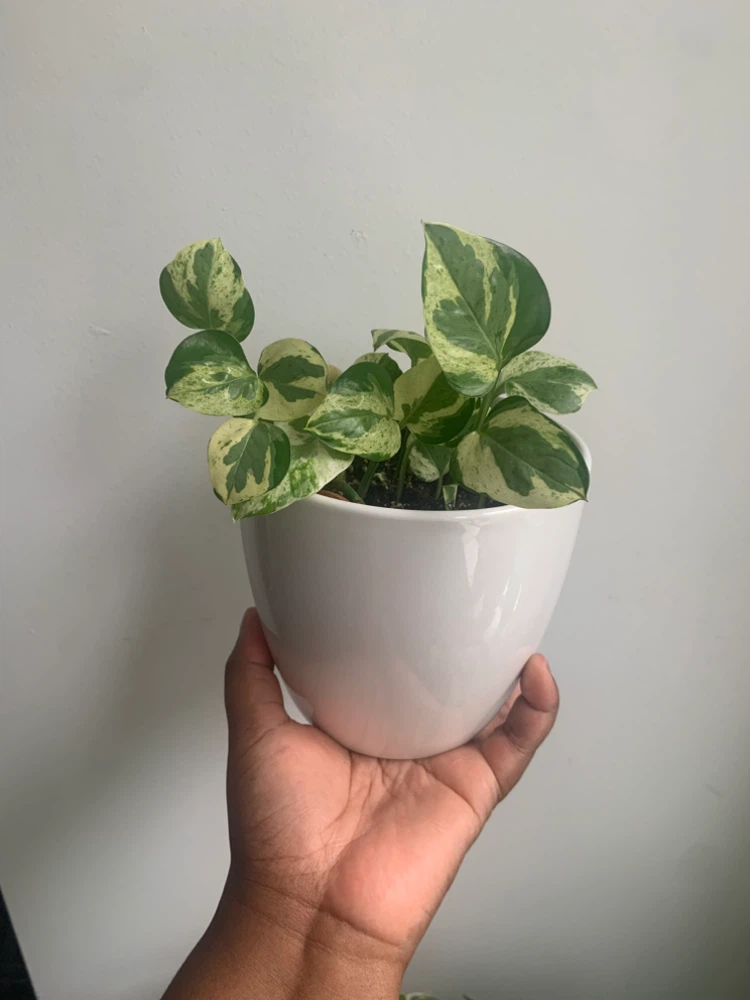 Pearl and Jade  pothos Plant in Pot