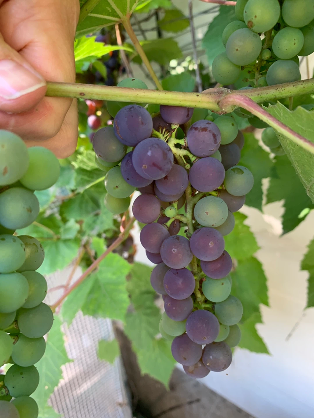 Grapes. Almost ready to Pick.