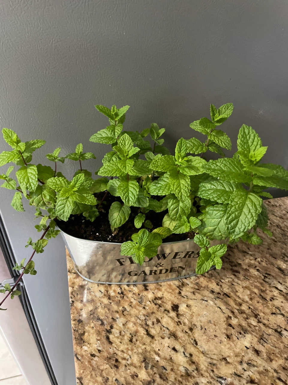 Fresh Mint Plant in Decorative Pot