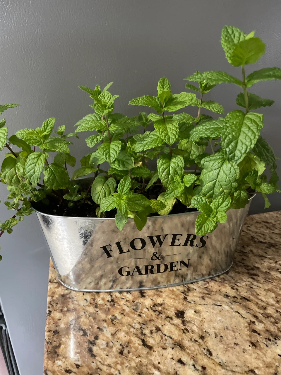 Fresh Mint Plant in Decorative Pot - photo 2