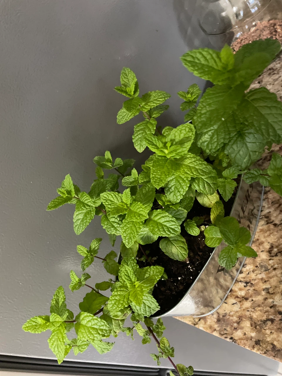 Fresh Mint Plant in Decorative Pot - photo 3