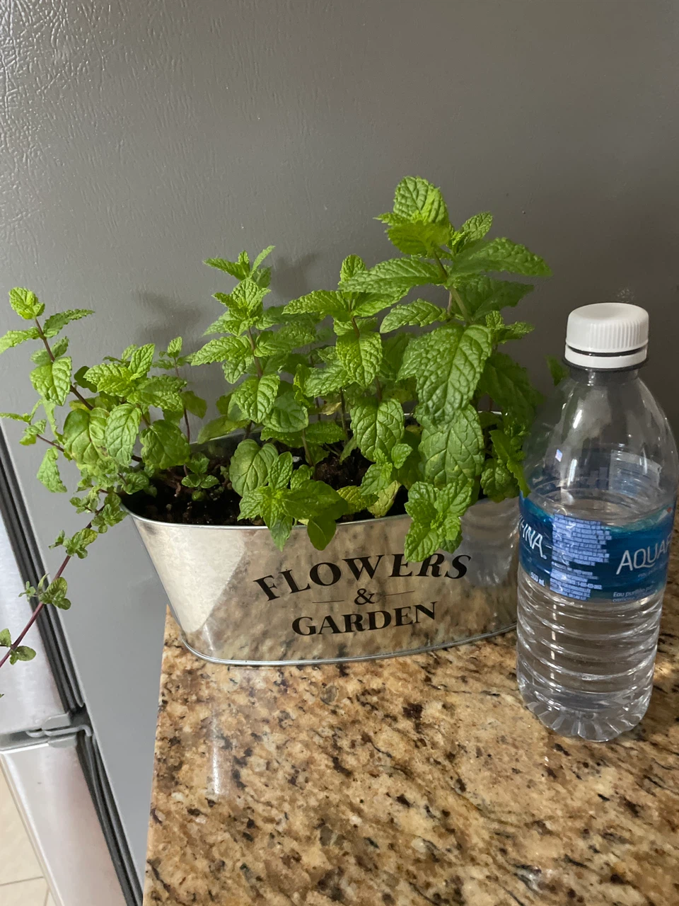 Fresh Mint Plant in Decorative Pot - photo 4