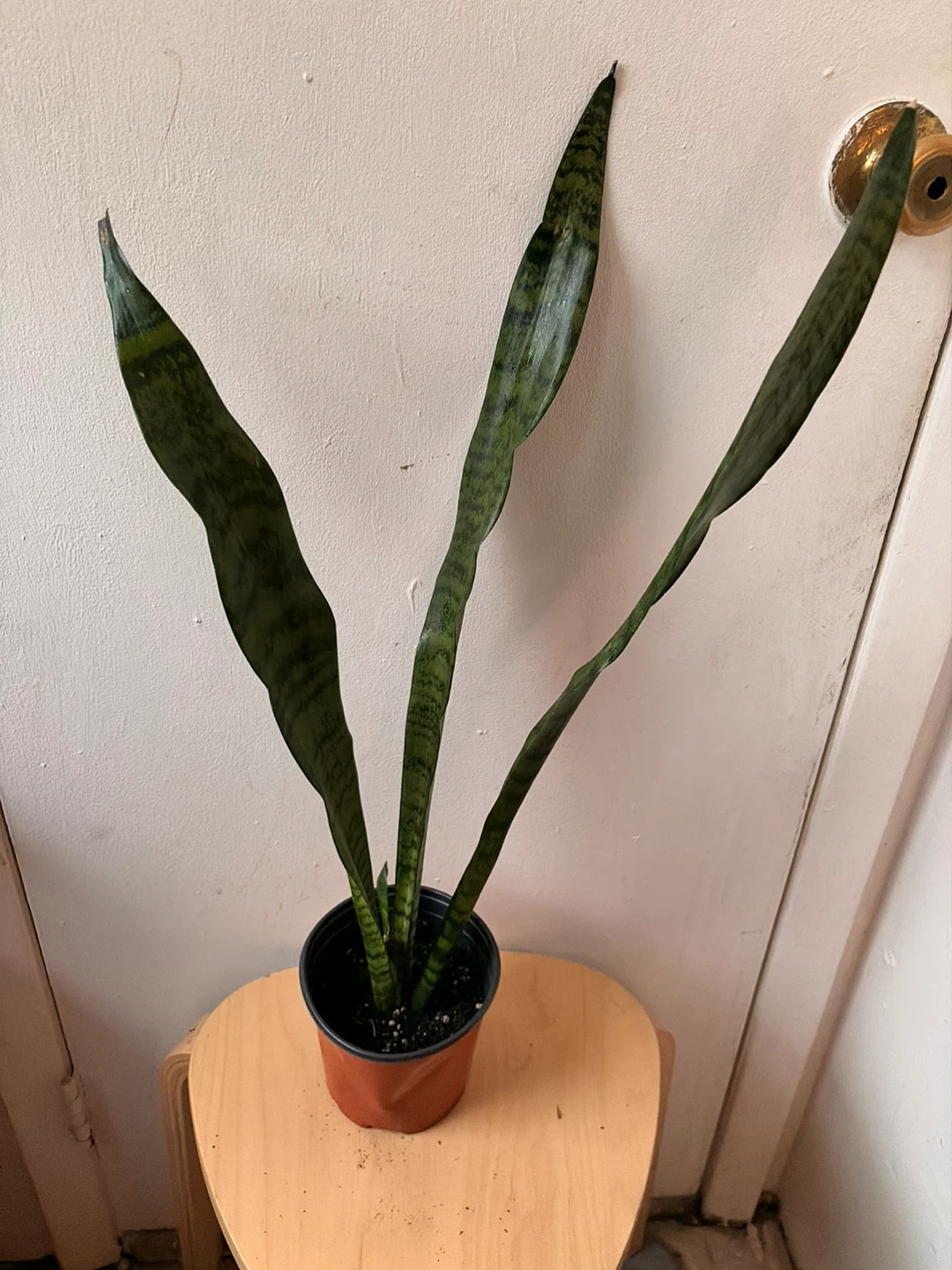 Snake plant