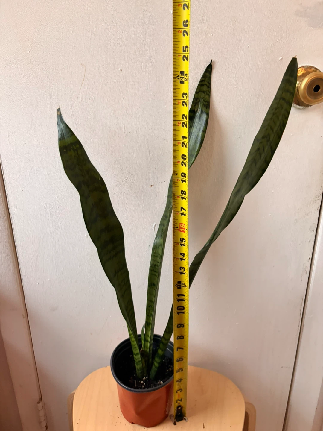 Snake plant - photo 2