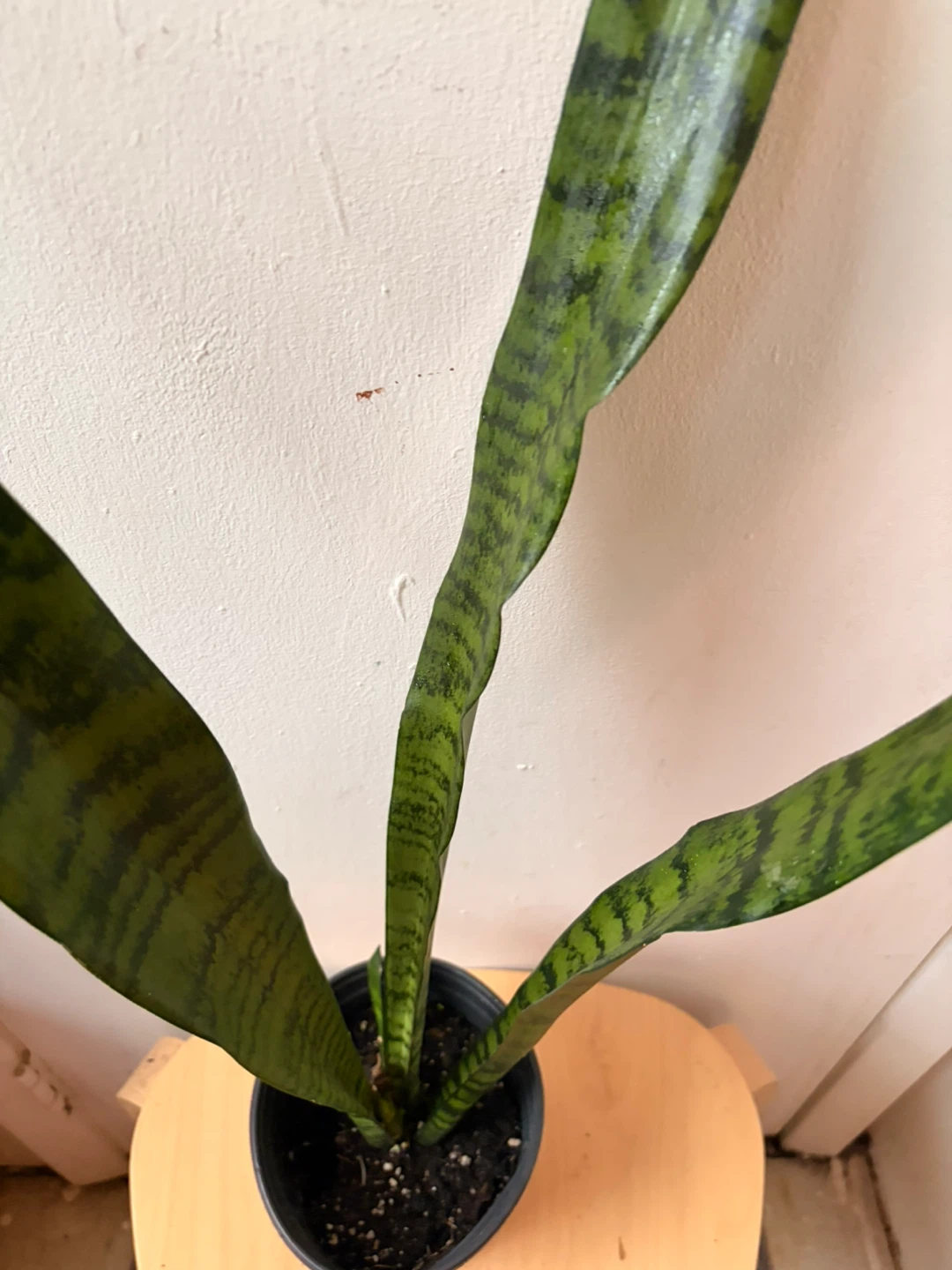 Snake plant - photo 3