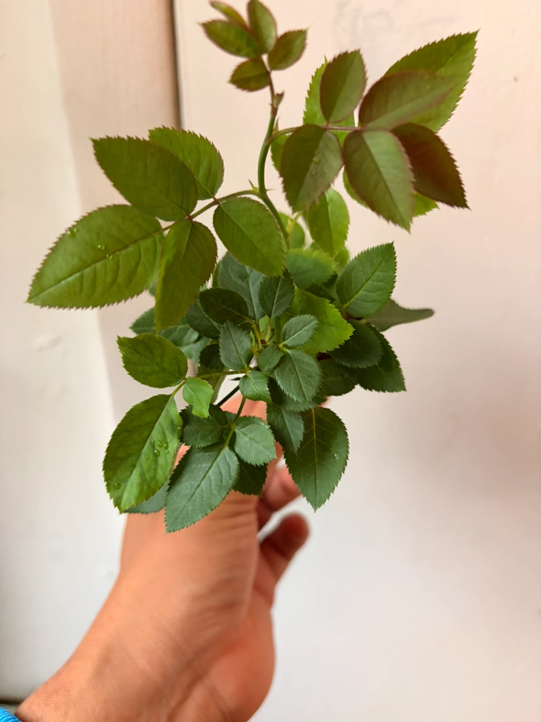 Mini rose plant
