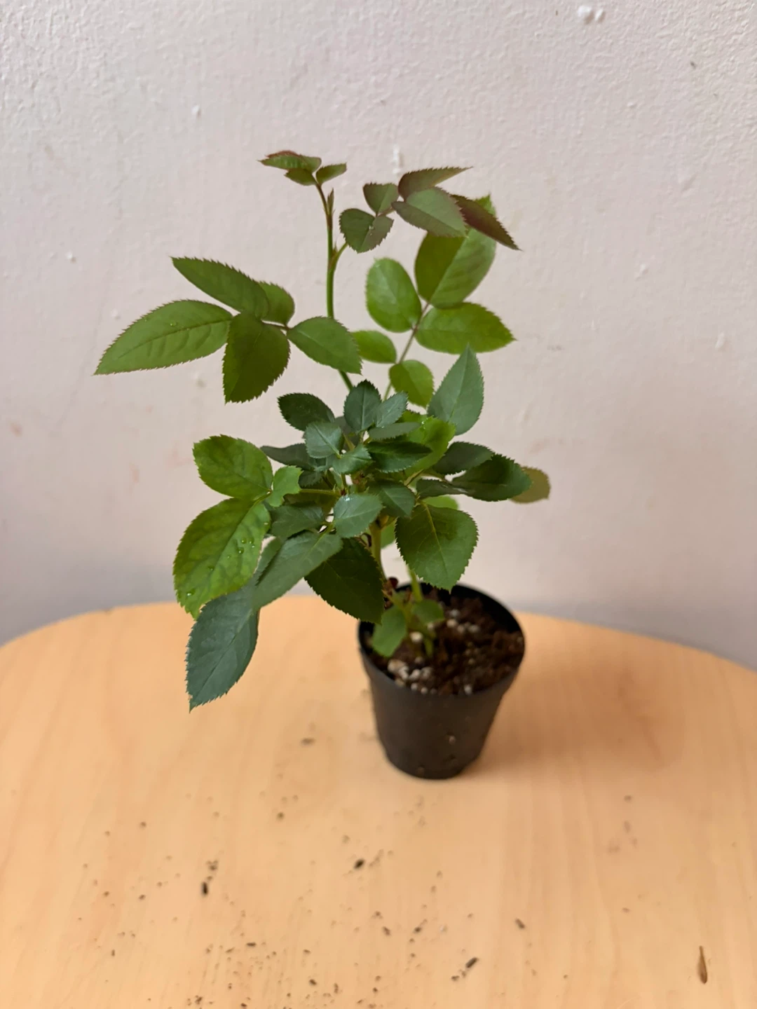 Mini rose plant - photo 2