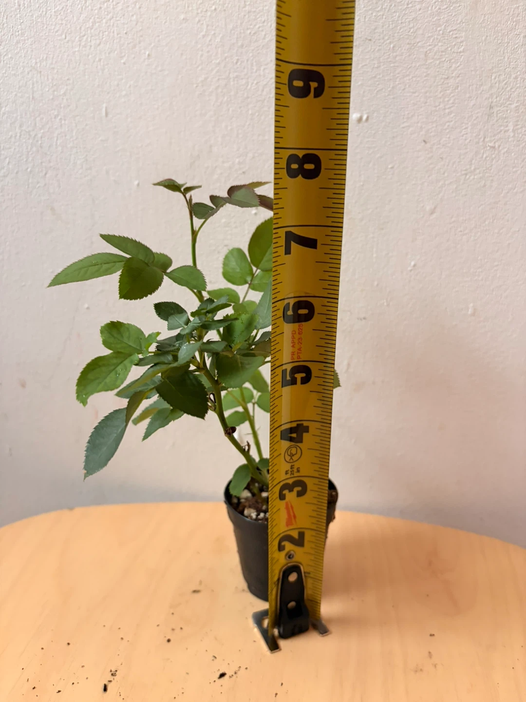 Mini rose plant - photo 3