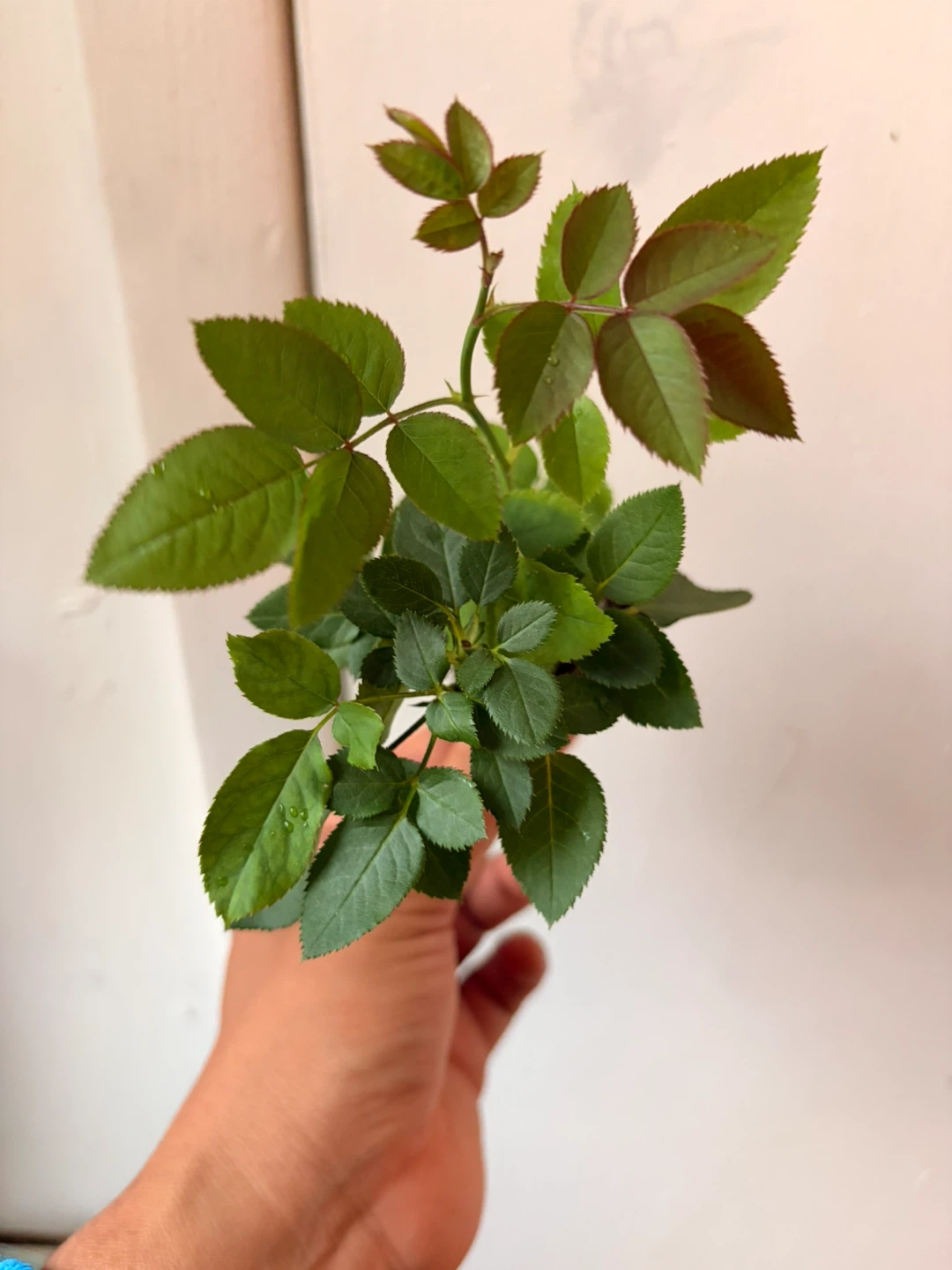 Mini rose plant - photo 4