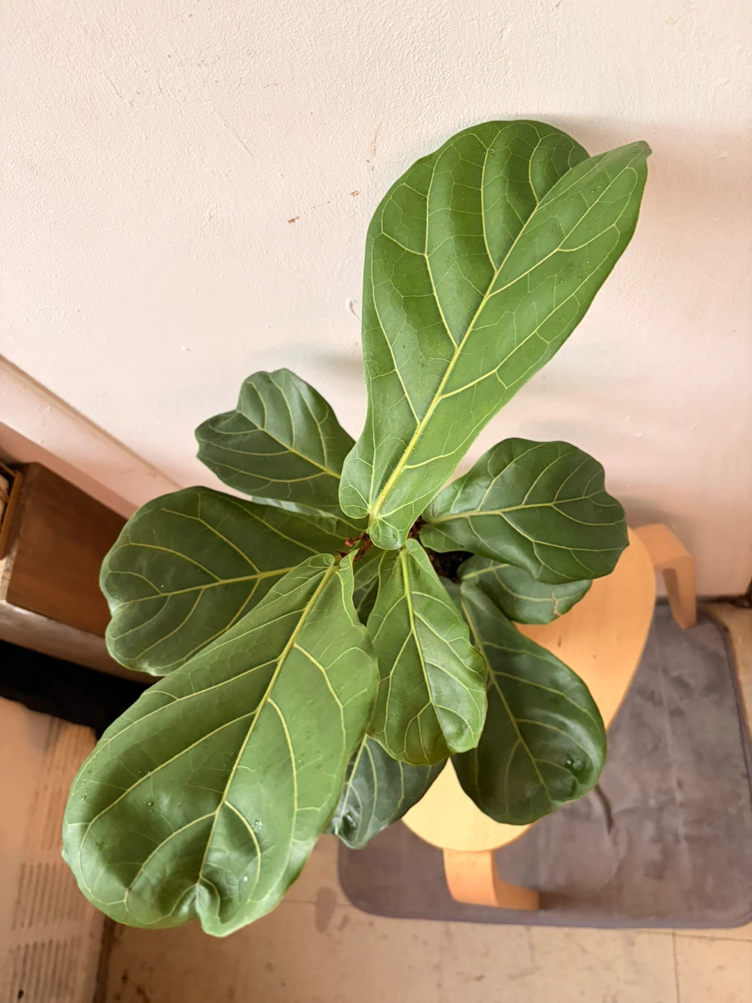 Ficus Lyrata plant