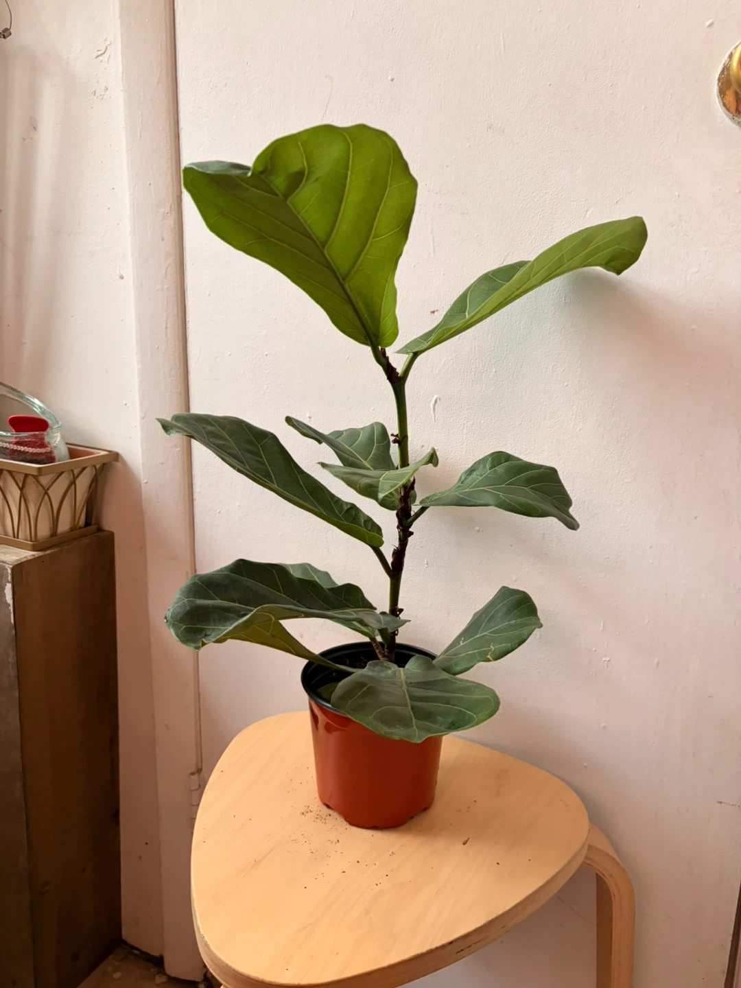 Ficus Lyrata plant - photo 2
