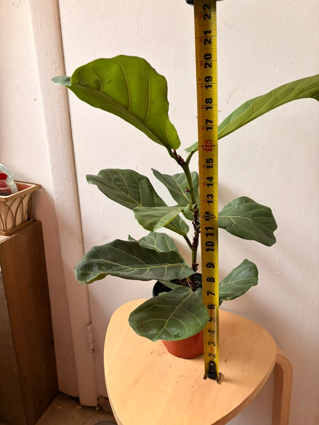Ficus Lyrata plant - photo 3